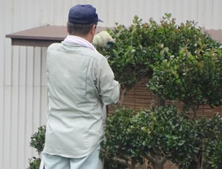 植木・樹木の伐採